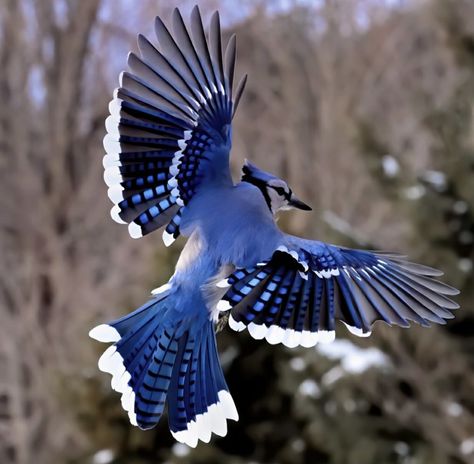 Blue Jay Flying, Jay R, Blue Jay Bird, Creation Art, Jay Bird, Blue Birds, Beautiful Bird, Pretty Animals, Inspirational Artwork