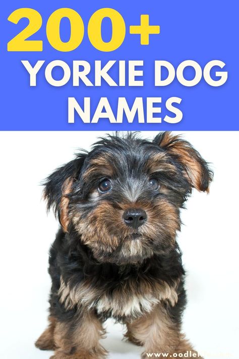 After you've picked your new companion, you're going to need to choose a good name that suits a Yorkie. Puppies Names Female, Yorkie Breeders, Names Male, Yorkie Names, Dog Names Unique, Boy Dog Names, Cute Names For Dogs, Names Boy