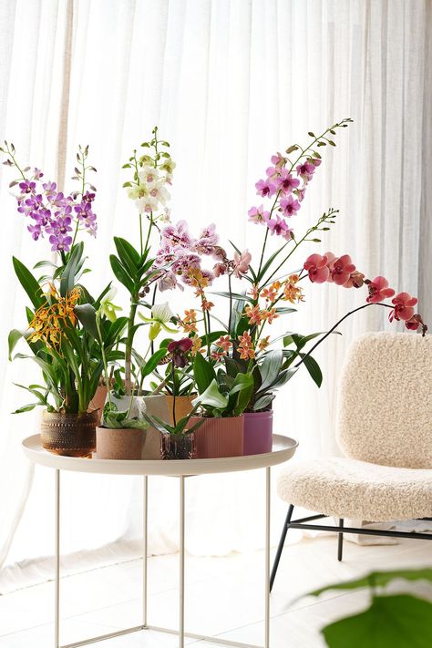 Orchid Interior Design, Plant Aesthetics, Orchid Interior, Autumn Gardening, Front Porch Plants, Indoor Orchids, Orchid Flower Arrangements, Porch Plants, Types Of Orchids