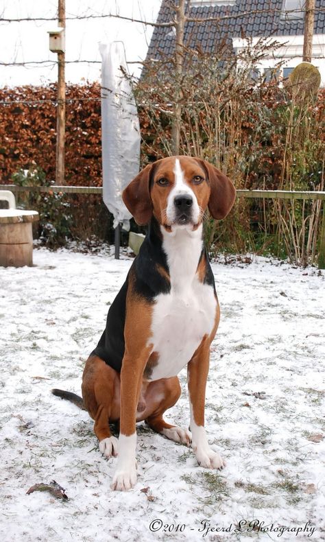 Foxhound Dog, Fox Hound, Treeing Walker Coonhound, American Foxhound, Every Dog Breed, Akc Breeds, Disabled Dog, Isle Of Dogs, Dog List