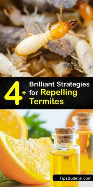 Repelling Termites - Smart Guide for Handling a Termite Problem Essential Oils For Termites, Natural Termite Repellent, Insecticide For Plants, Kill Termites, Drywood Termites, Wood Termites, Pest Repellent, Termite Damage, Natural Insecticide