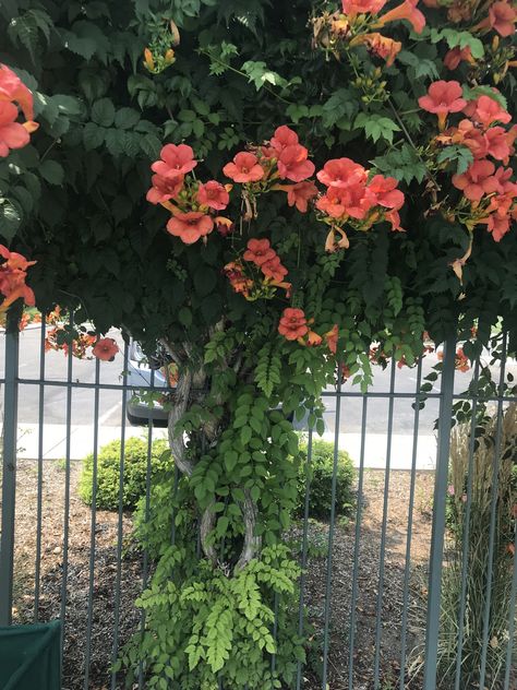 Campsis radicans Vine Fence, Campsis Radicans, Trumpet Creeper, Plant Names, Sloped Yard, Chicken Farming, Backyard Chicken Farming, Weed Barrier, Chicken Farm