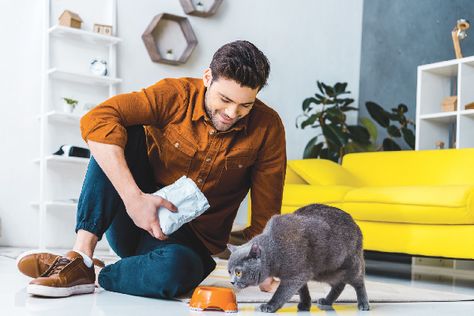 What to Feed a Senior Cat - Catster Grey British Shorthair, Cat Feed, Cat Water Bowl, Raised Dog Bowls, Green Lipped Mussel, Best Cat Food, Cat Ages, Older Cats, Shorthair Cat