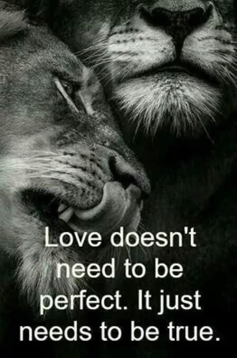 Lioness Quotes, Lion Quotes, Lion Love, Wolf Quotes, Warrior Quotes, Badass Quotes, Quotable Quotes, Inspiring Quotes About Life, Reality Quotes