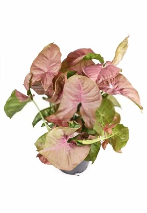 Patio Fruit Trees, Scindapsus Pictus, Syngonium Podophyllum, Arrowhead Plant, Video Garden, Indoor Plant Care, Pink Plant, Fast Growing Plants, Pink Leaves