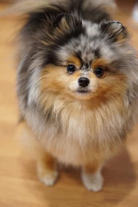 Baby Pomeranian, Spitz Pomeranian, Dogs Tips, Cute Pomeranian, Pomeranian Puppies, Pomeranian Dog, Pomeranian Puppy, Blue Merle, Chihuahua Dogs