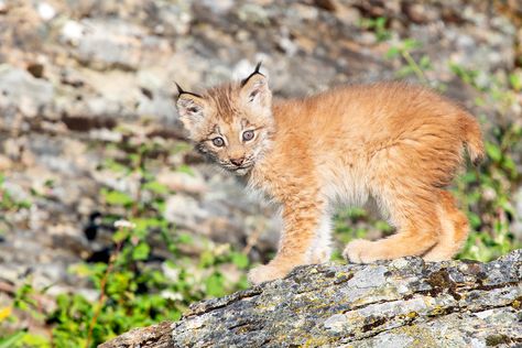 https://flic.kr/p/2jGVuCA | Canada lynx | Suele alimentarse de pequeños mamíferos, especialmente de liebres (se ha observado un ciclo de progreso y declive cíclicos similares en el lince canadiense y la liebre ártica), pero también de roedores, aves y ocasionalmente ciervos y caribúes. Suelen cazar de noche en sus grandes territorios, que defienden de posibles intrusos. Canada lynx Lince del Canadá (Lynx canadensis) Canada Lynx, Lynx, Big Cats, Fox, Animals