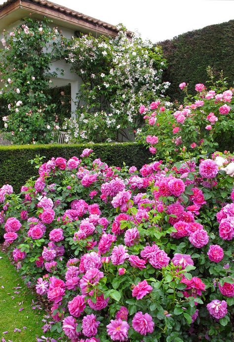 'Princess Anne' shrub rose | Flickr - Photo Sharing! Rose Shrub, Rose Garden Landscape, Garden Shrubs, Shrub Roses, Flower Gardens, Climbing Roses, Princess Anne, English Roses, Gorgeous Gardens