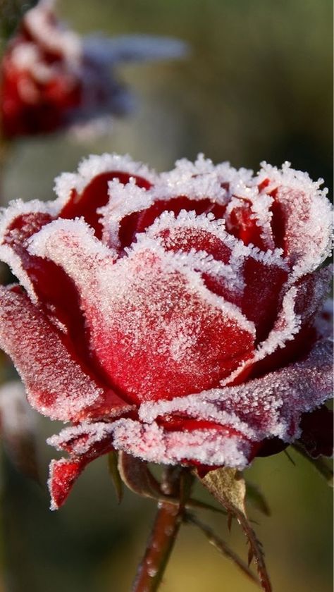 Winter brings frosts - and frost can make for some truly beautiful scenery. www.gardenlines.co.uk Frozen Rose, Tout Rose, Winter Rose, Winter Frost, Winter Beauty, Foto Art, Winter Wonder, Jack Frost, Winter Photography