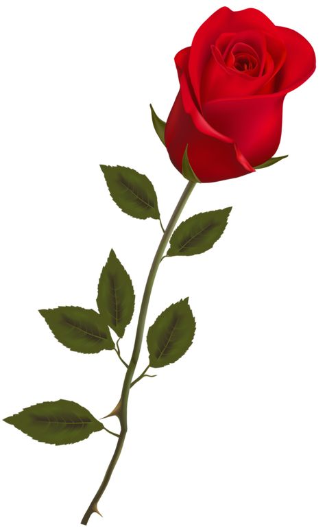 Beautiful Stem Red Rose Red Rose Png, Rose Flower Png, Love Rose Flower, Long Stem Flowers, Rose Png, Single Red Rose, Rosé Png, Red Rose Tattoo, Disney Jasmine