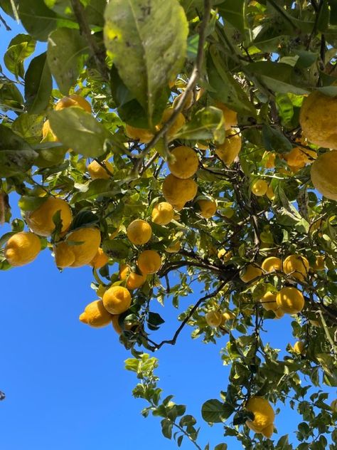 Lemon Pictures, Tattoo Plant, Mobile Background, Yellow Aesthetic Pastel, Summer Yellow, Citrus Trees, Lemon Tree, Lemon Meringue, Spring Aesthetic