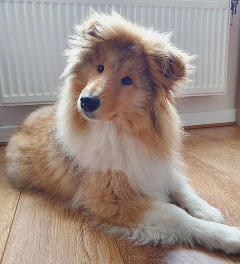 Rough Collie Dog, Collies Dog, Rough Collie Puppy, Sheltie Puppies, Sheltie Puppy, Rough Collies, Shetland Sheepdog Puppies, Collie Puppy, Sheltie Dogs