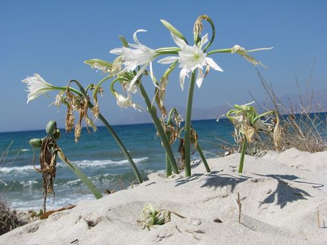 The sea Daffodil (pancratium maritimum in Latin) in Mastichari, on the island of Kos in Greece. It is also called Sand Lilly or Sand Daffodil. The flowers give out a pleasant lily aroma...<3 Sea Daffodil, Save Nature, Plant Fungus, Plants Are Friends, Easter Lily, A Beautiful Flower, Bloom Where You Are Planted, Desert Garden, Agaves