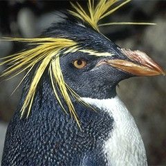 crested penguins The crested penguins (genus Eudyptes), such as the rockhopper and macaroni, are distinguished by orange or yellow feather crests on the sides of the head, above the eyes. The southern rockhopper's species name, chrysocome, means "golden haired," a reference to the golden yellow crest feathers above its eyes. Yellow Penguin, Rockhopper Penguin, Wild Animals Photography, Physical Characteristics, Yellow Feathers, Flightless Bird, Busch Gardens, Yellow Hair, Wildlife Animals