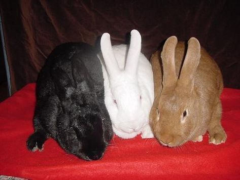 new zealand rabbits colors Meat Rabbits Breeds, Raising Rabbits For Meat, New Zealand Rabbits, Meat Rabbits, Red Rabbit, Raising Rabbits, Macon Georgia, Rabbit Pictures, Rabbit Breeds