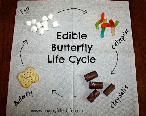 Learn about the butterfly life cycle. The Very Hungry Caterpillar Activities, Kitchen Science Experiments, Hungry Caterpillar Activities, Edible Butterfly, Kitchen Science, Kid Science, Butterfly Life Cycle, Kindergarten Science, The Very Hungry Caterpillar