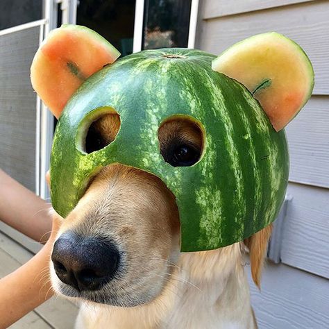 Dog Eating Watermelon, Dog With Goggles, Dogs Icon, Dog Helmet, Memes Dogs Icons, Watermelon Dog, Cool Dogs With Sunglasses, Top Dog Breeds, Dogs Funny Meme Faces