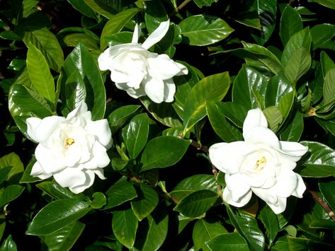 Strong Scented Flowers, The Fragrant Flower Blooms, Evergreen Gardens, Gardenia Shrub, Gardenia Bush, Gardenia Plant, Sweet Autumn Clematis, Autumn Clematis, Fast Growing Evergreens