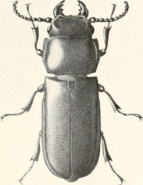 Image from page 318 of "An ecological study of prairie and forest invertebrates" (1915) History Subject, Illinois State, Book Page, Spiders, Natural History, Ecology, Bugs, Insects, Butterflies