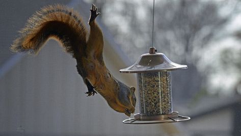 Add This Secret Ingredient To Your Bird Feeder To Keep Squirrels Out - House Digest Spicy Seasoning, Diy Bird Feeder, Different Birds, Diy Birds, Bird Food, Noise Makers, Bird Seed, Secret Ingredient, Bird Feeder