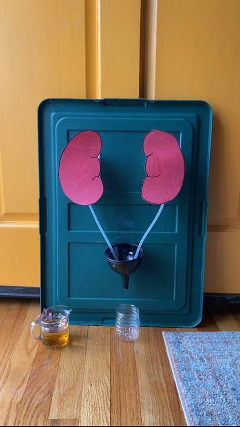 celenakinsey on Instagram: In our anatomy series day 3, it’s kidney day. I decided to make Maddie a model of the kidney to show how it filters your blood and… Urinary System Model, Kidney Science Project, Urinary System Project Model, Kidney Model, Kidney Filtering Activity, Kidney Structure And Function, Kidney Structure, Kidney Anatomy, Human Body Lesson