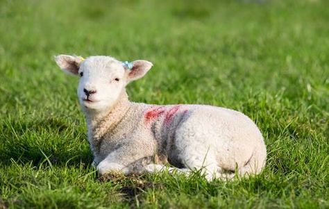 Goat Lying Down, Lamb Lying Down, Farm Animal Photos, Fall Float, Sheep Pictures, Spring Lambs, Caravan Holiday, Goat Art, Lion And Lamb