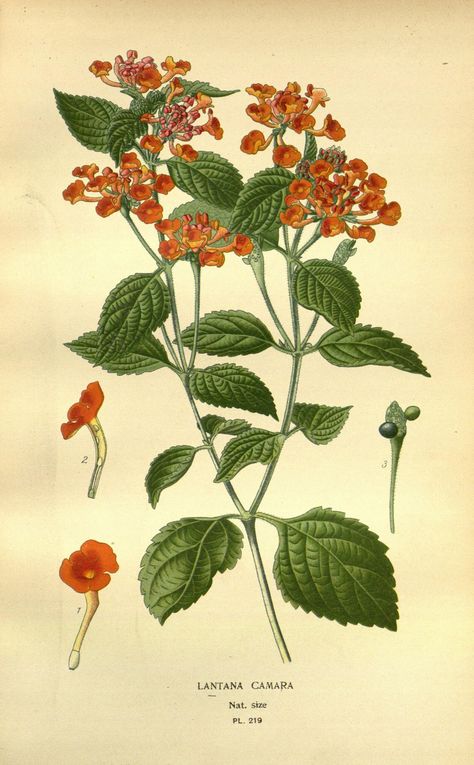 Lantana camara | Favourite flowers of garden and greenhouse. London and New York :Frederick Warne & co,1896-97.. biodiversitylibrary.org/page/36399003 Lantana Flower, Lantana Camara, Favourite Flowers, Illustration Botanique, Large Picture Frames, Flower Illustration, Flower Images, Botanical Illustration, Botanical Art