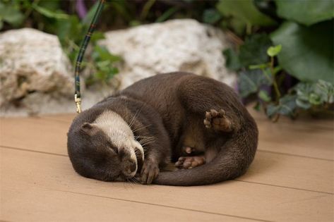 Otter Sleeping, Happy Otter, Sleeping Otters, Otter Art, Otters Cute, Otter Love, Baby Otters, Sea Otters, Cute Kawaii Animals