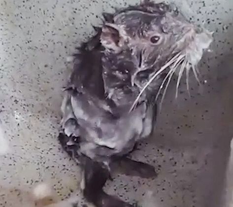 The rat from that movie👩‍🍳🧑‍🍳👨‍🍳 Rat Showering, Heart Warming, Silly Animals, Rats, Really Funny, Cute Animals, Shower, Media, Memes