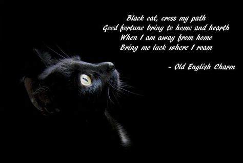 Black cats are NOT bad luck....they bring good luck because they bring LOVE <3 Cat Quotes Love, Black Cat Bad Luck, Bad Luck Quotes, Black Cat Good Luck, Black Cat Quotes, Black Cat Pictures, World Cat, Cat Boarding, Not Bad