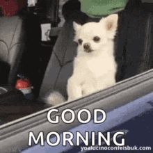 Good Morning Gifs Funny, Find My Spirit Animal, Good Morning Dog, Good Morning Gifs, Morning Meme, Good Morning Meme, Good Morning Winter, Morning Gifs, Meme Gif