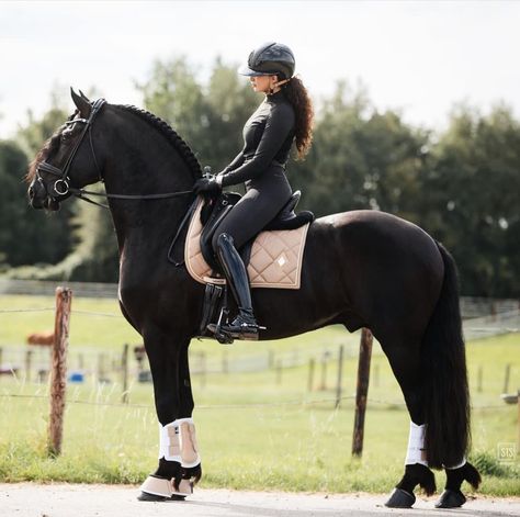 Black Horse Friesian, Friesian Horse Riding, Fresians Horses Aesthetic, Friesian Horse Aesthetic, Freisen Horses, Friesian Dressage, Frisian Horse, English Horse Tack, Friesian Stallion