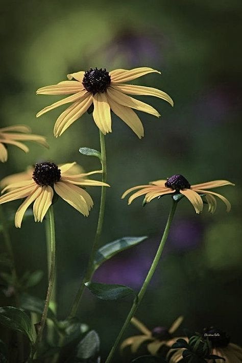 Black Eyed Susan Flowers State Flowers, Black Eyed Susan, Black Eyed, Drawing Inspo, Eye Black, Black N Yellow, Yellow, Drawings, Flowers