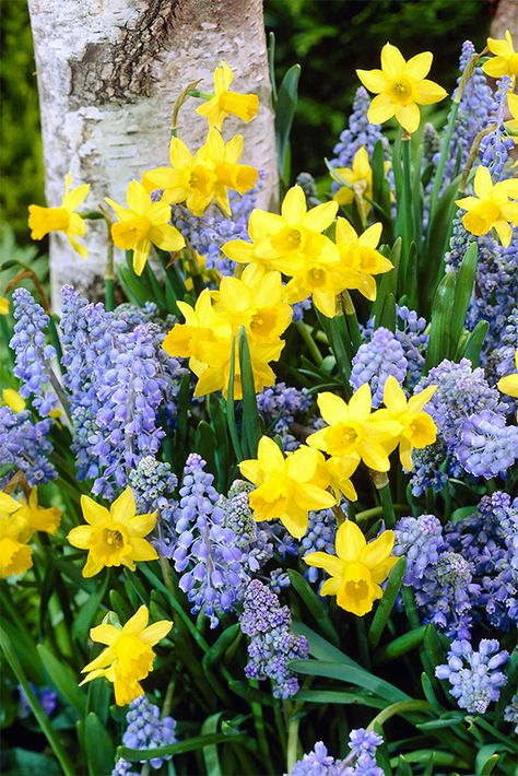 Fragrant Flowers Garden, Fall Bulbs, Daffodil Bulbs, Daffodil Flower, Spring Flowering Bulbs, Garden Bulbs, Spring Plants, Spring Bulbs, Spring Beauty