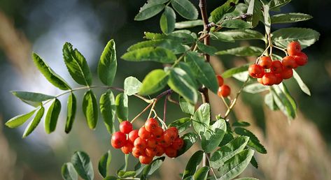 The Rowan tree and it's Fantastic Berries. Tree Meanings, Tree Branch Tattoo, Rowan Berries, Ash Leaf, Trees For Front Yard, Amazing Plants, Rowan Tree, Mountain Ash, 11 November