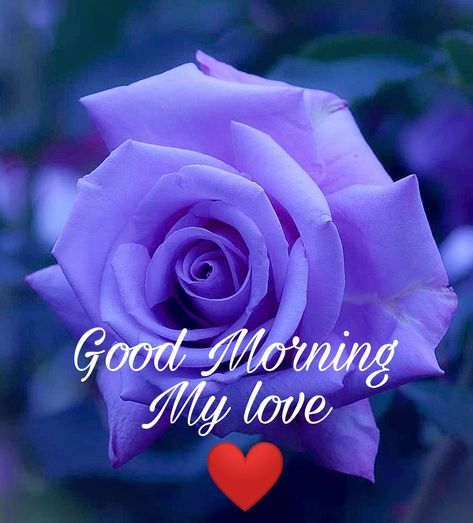 20+ Good Morning My Love HD image download – Shayari Ajj Kal Good Morning Sweetheart Images, Good Morning My Sweetheart, Good Morning Handsome Quotes, Morning My Love, Good Night Love Pictures, Good Morning Sun, Love Good Morning, Good Morning Smiley, Good Morning Handsome