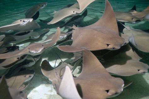 Stingrays are known for their expansive migrations – the cownose ray population in the Gulf of Mexico completes the journey from Mexico’s Yucatan peninsula to western Florida each year in schools (or ‘fevers’) of as many as 10,000 rays! When you migrate to Shedd, stop by Stingray Touch and experience these magnificent, tactile creatures for yourself. Cow Nose Stingray Tattoo, Cow Nose Stingray, Cardboard Stingray, Cow Nose Ray, Cownose Ray, Cow Nose, Stingray Fish, Shedd Aquarium, Ocean Water