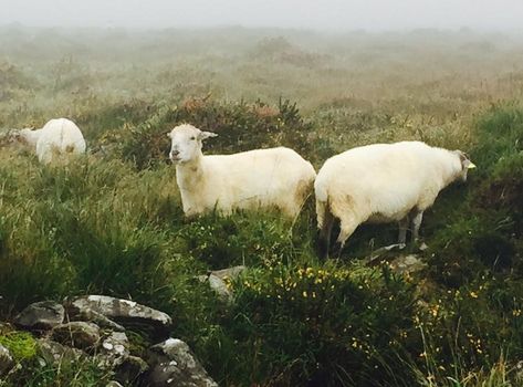 Ireland Aesthetic Vintage, Coastal Ireland Aesthetic, Ireland Sheep Aesthetic, Irish Farm Aesthetic, Sheep In Ireland, Ireland Countryside Aesthetic, Irish Village Aesthetic, Irish Coast Aesthetic, Vintage Irish Aesthetic