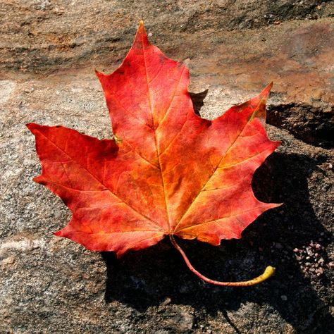 Canadian Leaf, Maple Leaf Tree, Red Maple Leaf, Canadian Maple Leaf, Leaf Photography, Moody Art, Leaf Images, Autumn Leaves Photography, Red Maple