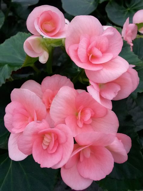 Grown By G&E Greenhouses, this is a Rieger Begonia, variety Nelly Pink Begonia Plants, Nothing But Flowers, Roses Are Red, Flower Therapy, 수채화 그림, Pretty Plants, Beautiful Flowers Pictures, Greenhouses, Exotic Flowers