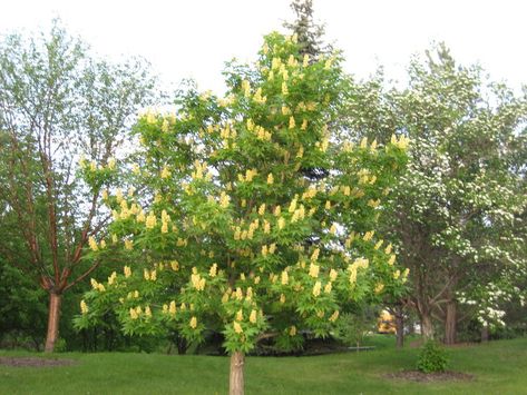 Ohio Buckeye Tree, Alberta Landscape, Buckeye Tree, Feather Reed Grass, Drought Tolerant Perennials, Southern Alberta, Perennial Grasses, Specimen Trees, Small Yard