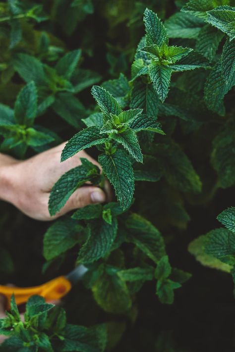 How to Harvest, Dry, & Store Herbs From the Garden Homeopathic Cold Remedies, Harvest Herbs, Apothecary Recipes, Store Fresh Herbs, Visual Essay, Forest Essentials, Herbal Education, Herbal Oils, Homeopathy Remedies