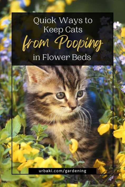 Welcome to our guide on how to keep cats from pooping in your beautiful flower beds! If you're tired of finding unwelcome surprises in your garden, you're in the right place. In this section, we will explore effective strategies to prevent cats from using your flower beds as their litter boxes. With the right cat deterrents, cat repellents, and smart garden tweaks, you can enjoy your garden without any worries. Cats are known for their independent nature and curious personalities, but their... Beautiful Flower Beds, Cat Friendly Plants, Cat Deterrent, Citrus Smell, Cat Repellant, Garden Netting, Cat Proofing, Cat Grass, Gardening Techniques