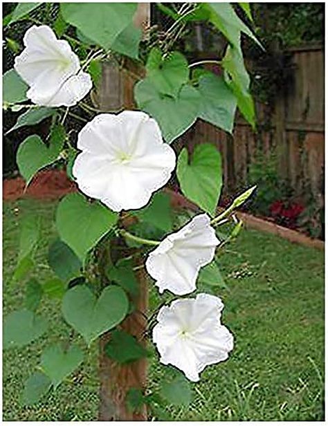 PRICES MAY VARY. White Moonflower Seeds - Up To 15' Climbing Vine for Zones 8-11 or Annual Elsewhere Fragrant Spring Flowering Vine - Blooms at Night They have a beautiful heart shaped leaves and romantic tendrils that lend old-fashioned charm. Score and Soak Seeds Before Planting 1/2 " Deep. Approx. 20+ Large Seeds. Marde Ross & Company has been a licensed California Nursery since 1985 White Moonflower Seeds - Up To 15' Climbing Vine for Zones 8-11 or Annual Elsewhere Moon Garden At Night, Moonflower Vine, Big White Flowers, Garden At Night, Climbing Flowers, Moon Garden, Indoor Flowers, Climbing Vines, Moon Flower