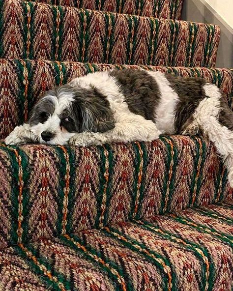 Sinclair Till on Instagram: "Lovely Bear looking over the moon with his new Peacock stair runner, freshly installed in the beautiful @howelondon showroom 🖤🤍 . . #howelondon #stairrunner #pimlicoroad #howeshowroom #interiorinspiration #staircase #howelondon #interiordesign #ihavethisthingwithfloors #london #nottinghill #belgravia #craftsmanship #rugs #carpets #luxurydesign #textiles #handwoven #flatweaves #sinclairtill #houseandgarden #hallway #stairrunner #staircarpet" Sinclair Till Stair Runner, Sinclair Till, Carpet Stairs, Stair Runner, Over The Moon, Interior Inspo, Pool House, Interior Inspiration, The Moon