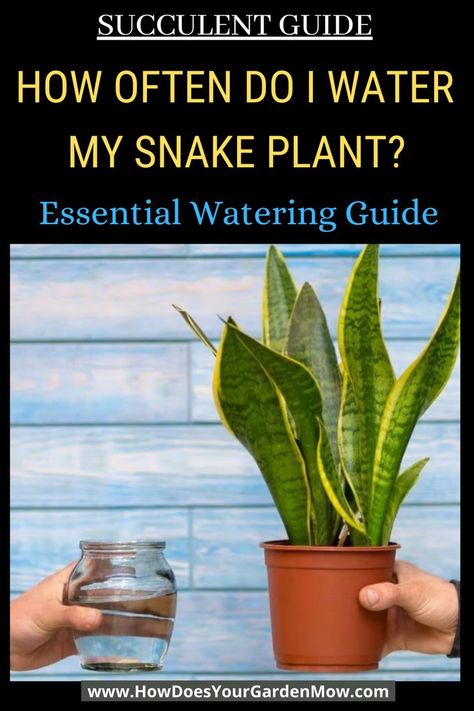 Snake Plants In Water, Snake Plant Decor, Snake Plant Indoor, Snake Plant Propagation, Jade Plant Care, Grafting Plants, Water Snake, Snake Plant Care, Sansevieria Plant