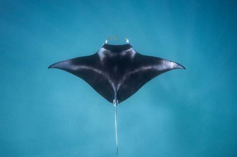 Manta Ray Manta Ray From Above, Stingray Top View, Giant Manta Ray Tattoo, Manta Ray Aesthetic, Manta Ray Painting, Manta Ray Drawing, Oceanic Manta Ray, Giant Manta Ray, Giant Manta