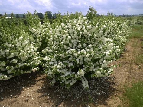 Popcorn Viburnum, Viburnum Plicatum, Snowball Viburnum, Formal Gardens, Traditional Garden, Clay Soil, Landscaping Plants, Patio Area, Types Of Plants