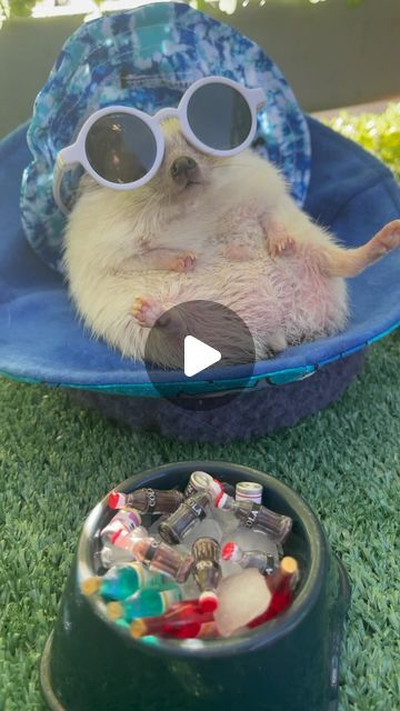 Abby Elizabeth Terpening on Instagram: "Mom good your home, how do you like your burger 🍔 #hedgehogs #hedgehogs_of_instagram #hedgehogsofinstagram" Instagram Mom, Hedgehogs, May 7, The Door, Like You, On Instagram, Instagram