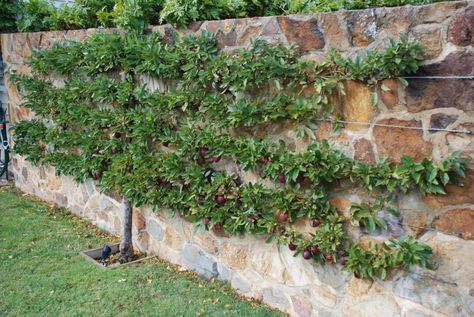 How to Espalier Fruit Trees: A Step-by-Step Guide | Houzz AU Espalier Fruit Trees, Pruning Fruit Trees, Plants Growing, Tree Pruning, Traditional Landscape, Ideas Pictures, Edible Garden, Small Gardens, Vertical Garden